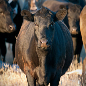 Creekstone Black Angus beef